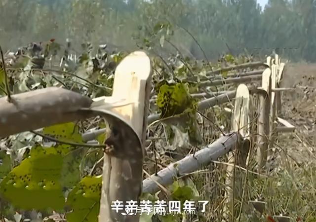 苗木如何防盜？(圖1)