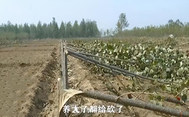 苗木如何防盜？(圖2)