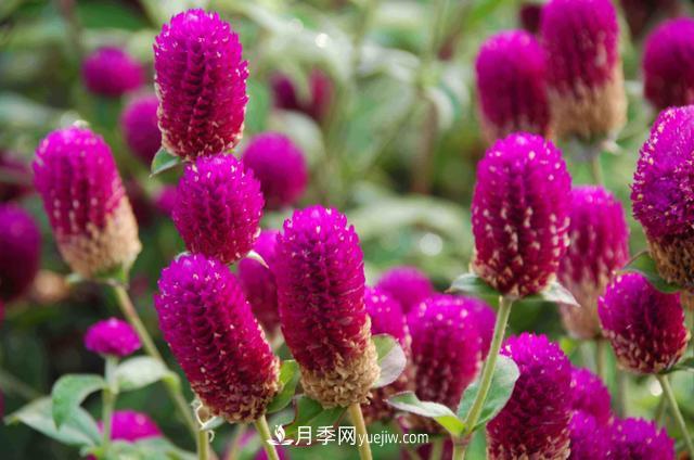為啥這些花能脫穎而出，成為國慶花壇里的主流(圖1)