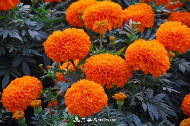 為啥這些花能脫穎而出，成為國慶花壇里的主流(圖2)
