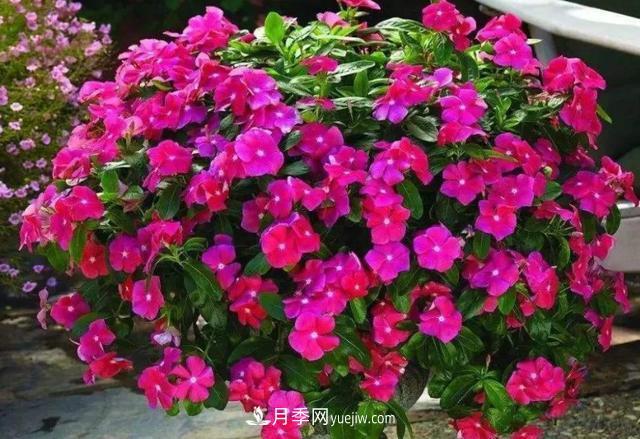 為啥這些花能脫穎而出，成為國慶花壇里的主流(圖3)