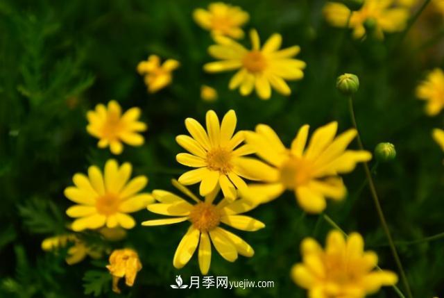 為啥這些花能脫穎而出，成為國慶花壇里的主流(圖4)