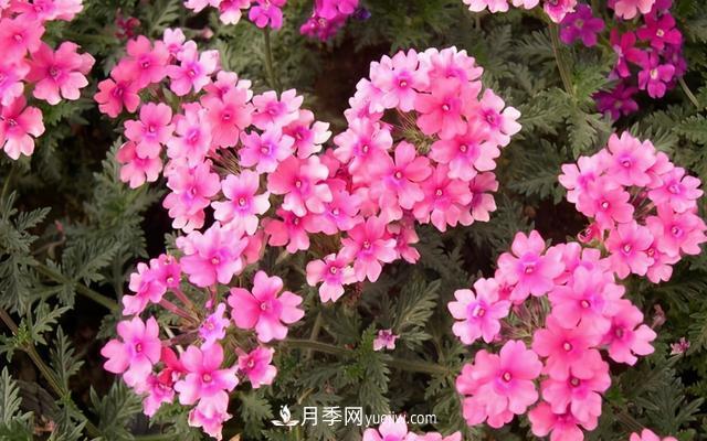 為啥這些花能脫穎而出，成為國慶花壇里的主流(圖6)