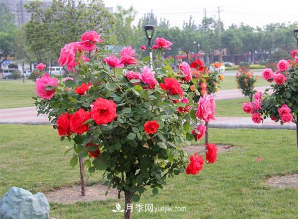 這些苗木術(shù)語(yǔ)每個(gè)苗木人必須要掌握！(圖1)