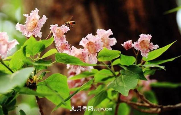 9種未來(lái)會(huì )大火的鄉土觀(guān)花喬木(圖1)