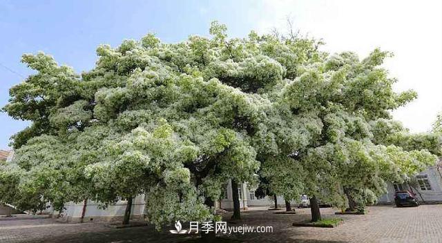 9種未來(lái)會(huì )大火的鄉土觀(guān)花喬木(圖3)