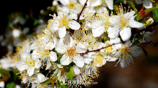 9種未來(lái)會(huì )大火的鄉土觀(guān)花喬木(圖2)