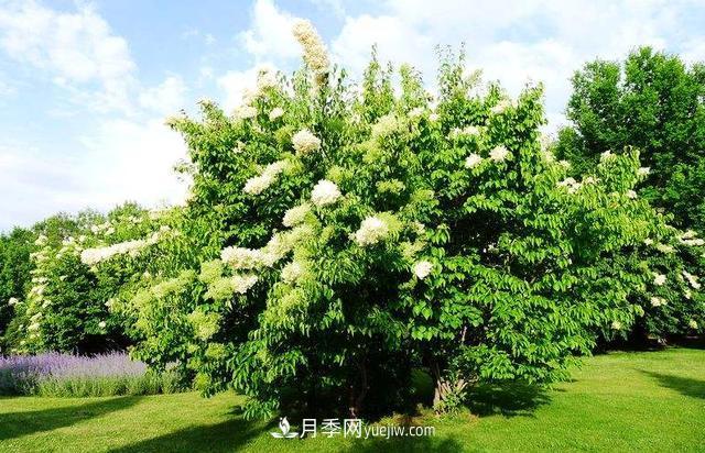 9種未來(lái)會(huì )大火的鄉土觀(guān)花喬木(圖4)