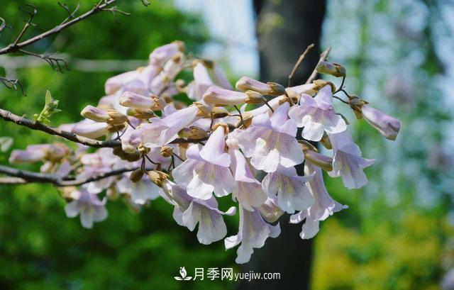 9種未來(lái)會(huì )大火的鄉土觀(guān)花喬木(圖6)