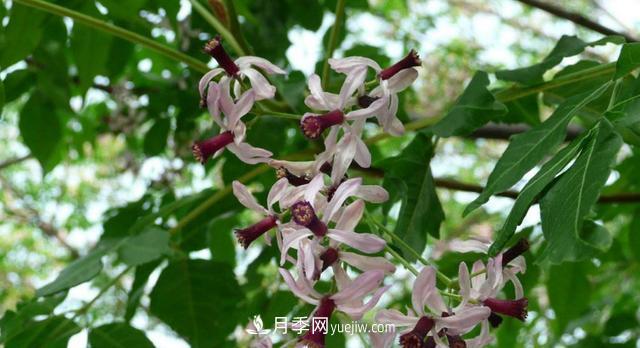 9種未來(lái)會(huì )大火的鄉土觀(guān)花喬木(圖5)
