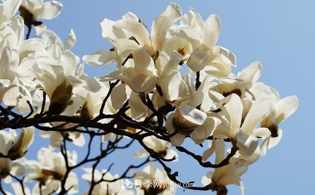 9種未來(lái)會(huì )大火的鄉土觀(guān)花喬木(圖8)