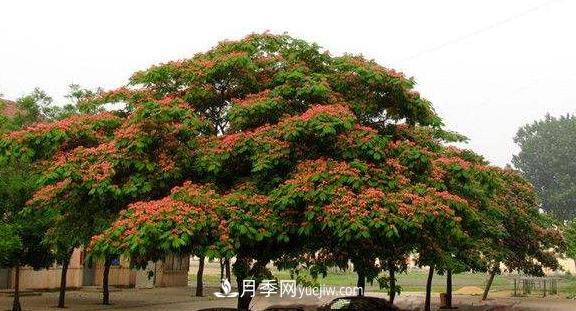 9種未來(lái)會(huì )大火的鄉土觀(guān)花喬木(圖7)