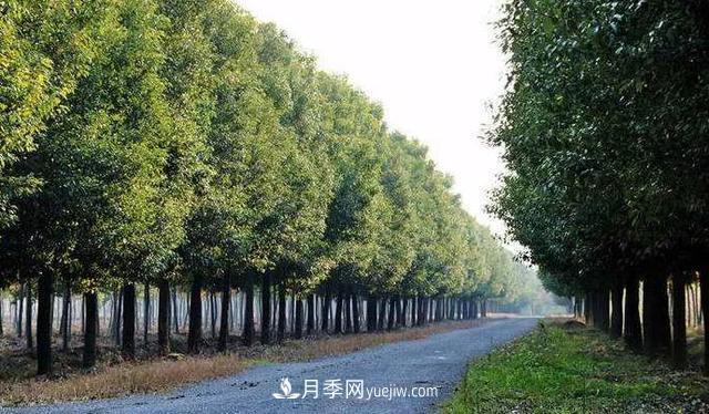 種植南陽(yáng)香樟的效益為何越來(lái)越好？(圖2)
