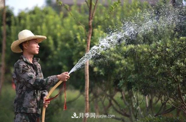 20條可以指導苗木花卉移植的諺語(yǔ)(圖3)