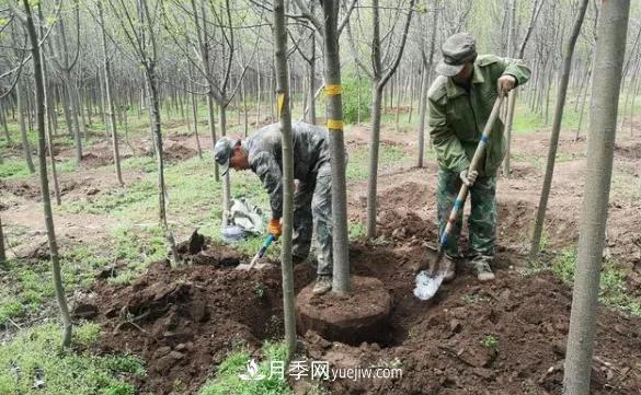 20條可以指導苗木花卉移植的諺語(yǔ)(圖1)