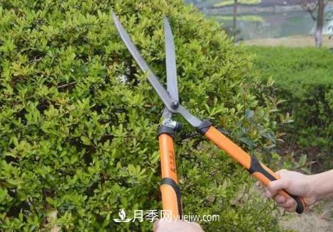 9月園林花木養護工作要點(diǎn)(圖2)