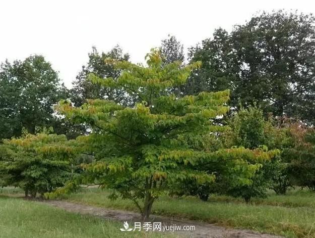 叢生苗木走俏，被稱(chēng)為去庫存利器(圖1)