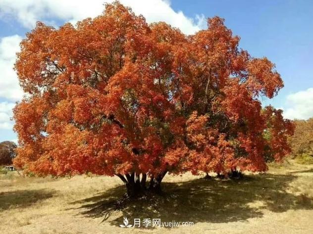 叢生苗木走俏，被稱(chēng)為去庫存利器(圖2)