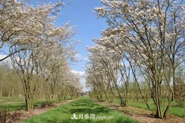 叢生苗木走俏，被稱(chēng)為去庫存利器(圖3)