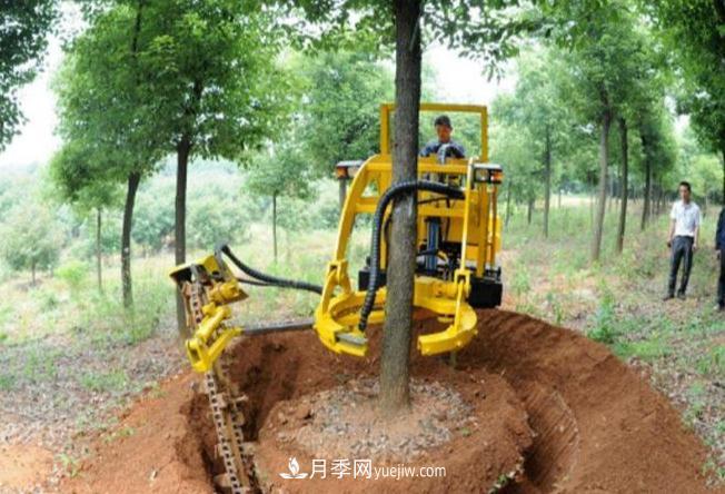 大樹(shù)苗木起挖移栽缺水、存活率不高的原因(圖1)