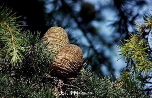 南陽(yáng)雪松價(jià)格多少錢(qián)一棵？雪松基地報價(jià)行情(圖2)