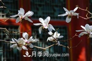 南召白玉蘭，廣玉蘭，紫玉蘭有什么區別，種植方法有哪些？(圖7)