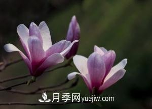 南召白玉蘭，廣玉蘭，紫玉蘭有什么區別，種植方法有哪些？(圖2)