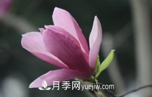 南召白玉蘭，廣玉蘭，紫玉蘭有什么區別，種植方法有哪些？(圖5)