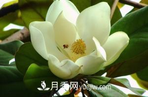 南召白玉蘭，廣玉蘭，紫玉蘭有什么區別，種植方法有哪些？(圖4)