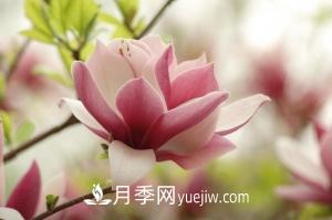 南召白玉蘭，廣玉蘭，紫玉蘭有什么區別，種植方法有哪些？(圖6)