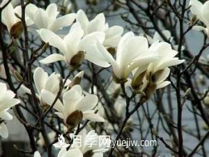 南召白玉蘭，廣玉蘭，紫玉蘭有什么區別，種植方法有哪些？(圖3)