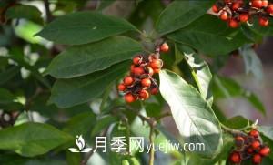 南召白玉蘭，廣玉蘭，紫玉蘭有什么區別，種植方法有哪些？(圖8)