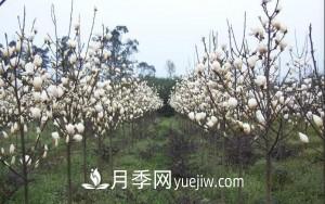 南召白玉蘭，廣玉蘭，紫玉蘭有什么區別，種植方法有哪些？(圖9)
