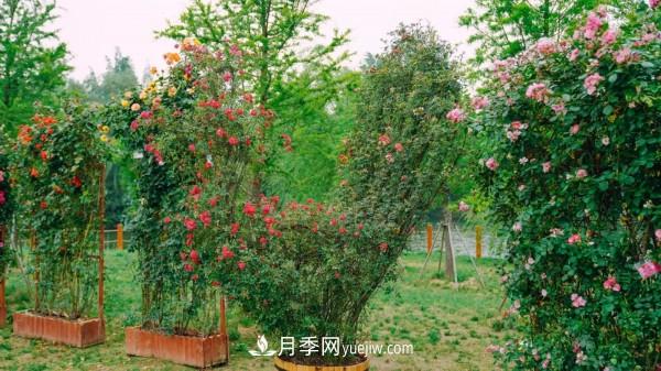 淮安市花月季為什么這樣“紅”？(圖1)