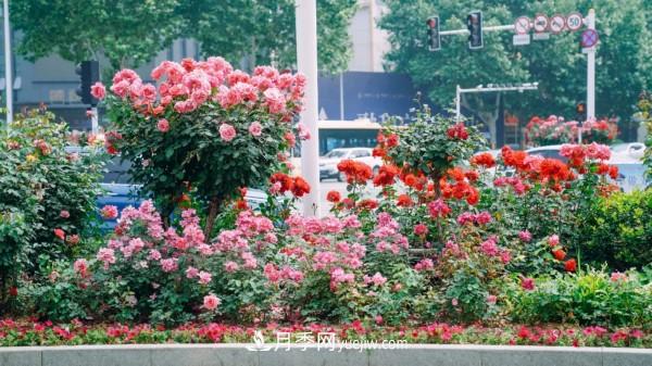 淮安適合養月季，市花和市樹(shù)是什么(圖1)