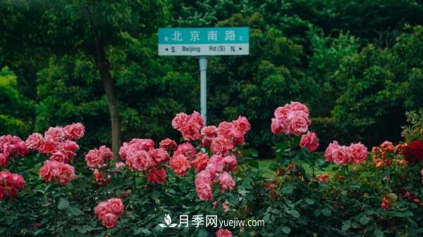 淮安市花月季為什么這樣“紅”？(圖4)