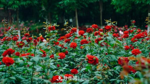 淮安市花月季為什么這樣“紅”？(圖2)