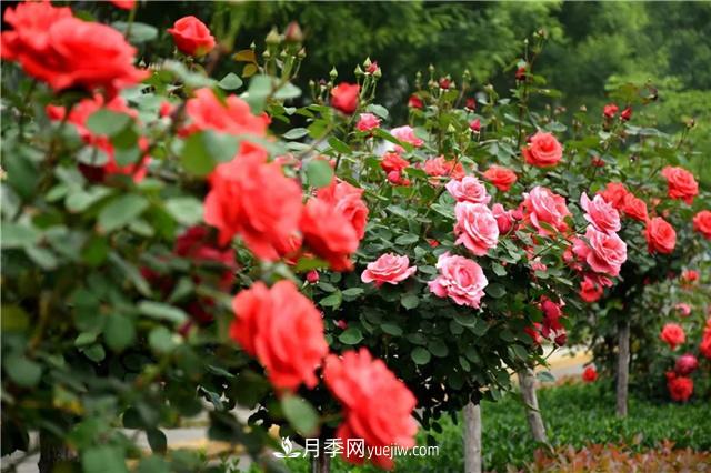 南陽(yáng)月季種植基地淺談月季種植必須要了解的知識(圖1)