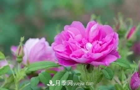 沈陽(yáng)適合養月季花，市花和市樹(shù)是什么(圖1)