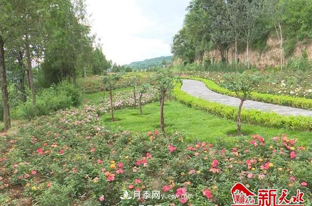 天水適合養月季，市花和市樹(shù)是什么(圖1)