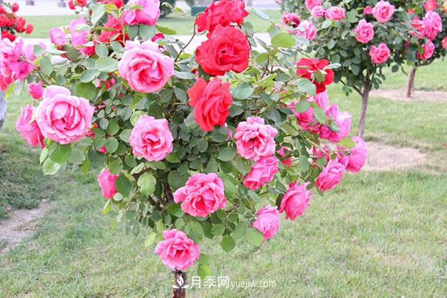 什么樹(shù)可以嫁接月季？南陽(yáng)月季嫁接的好處(圖1)