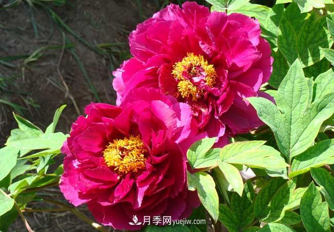 洛陽(yáng)牡丹花的特點(diǎn)是什么？(圖2)