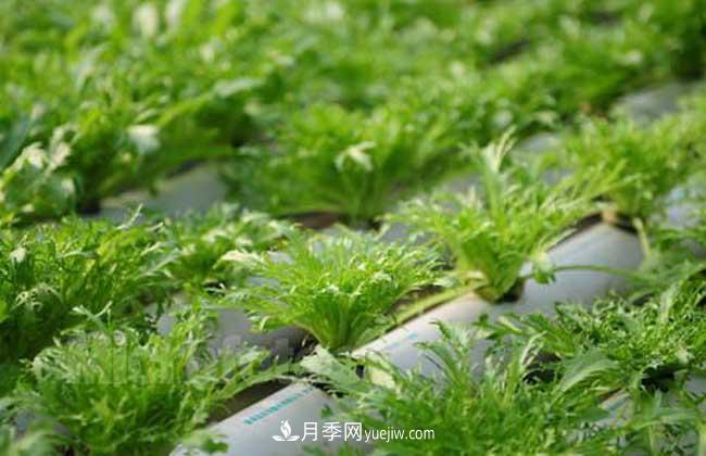 常見(jiàn)的無(wú)土栽培的花卉植物有哪些？(圖1)