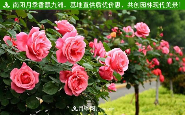大花樹(shù)狀月季(圖2)