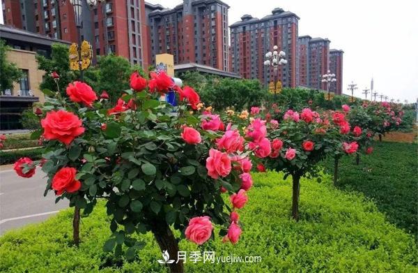 河南鄭州樹(shù)狀月季批發(fā)(圖1)