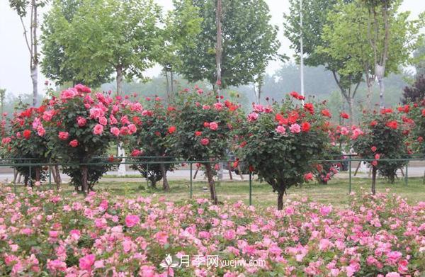 綠化工程用樹(shù)狀月季(圖1)