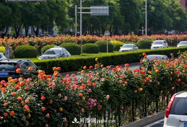 道路樹(shù)狀月季，行道月季樹(shù)(圖1)