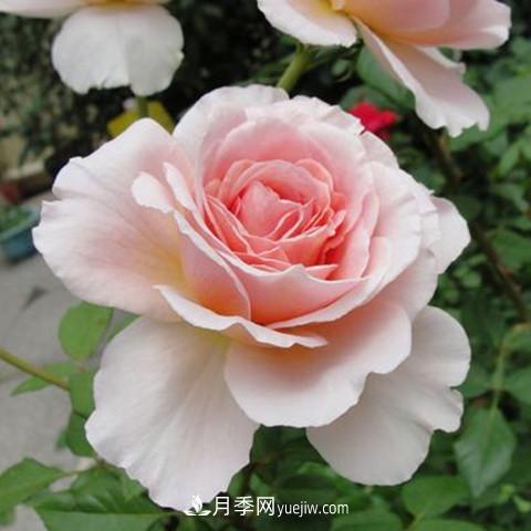 8種適合陽(yáng)臺養殖的藤本月季品種(圖2)