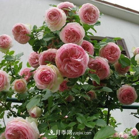 8種適合陽(yáng)臺養殖的藤本月季品種(圖1)