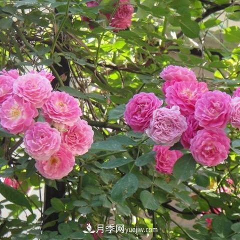 8種適合陽(yáng)臺養殖的藤本月季品種(圖5)